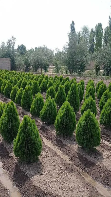 Gazon ekish va o‘rish, daraxtlarga ishlov – SIFATLI xizmat! — фото 2