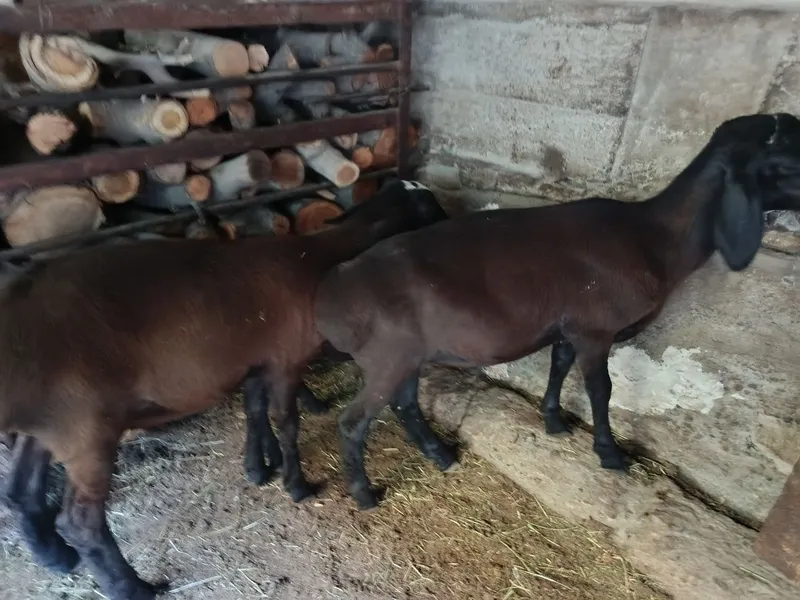 Кучкорчалар сотилади 6