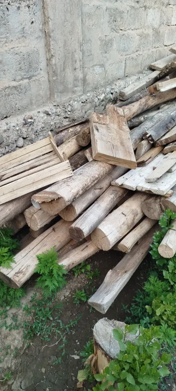 Tosinlar bor 4 metrdan oshiq 20 tadan ko'p 120 ming — фото 1