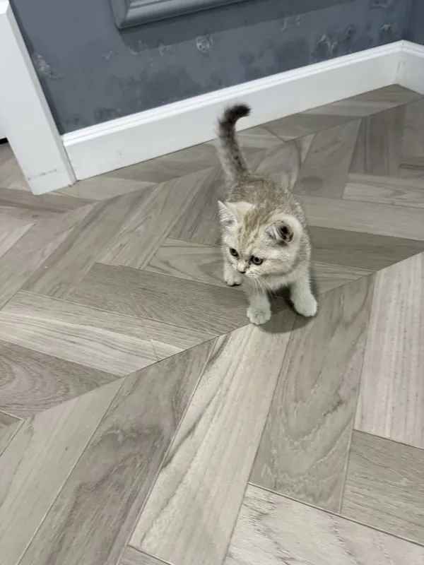 Котята золотые шиншилы 7 Котята золотые шиншилы 7