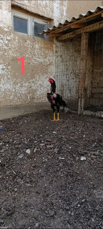Dakan xoʻrozlar sotiladi