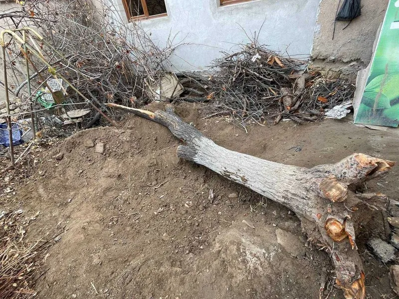Quruq o'tin sotiladi. Дрова. Urganch sh. — фото 2