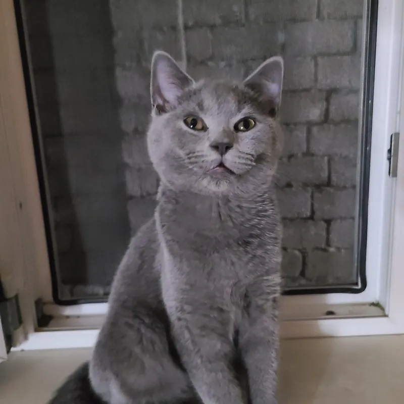 готовы к продаже британские котята — фото 3