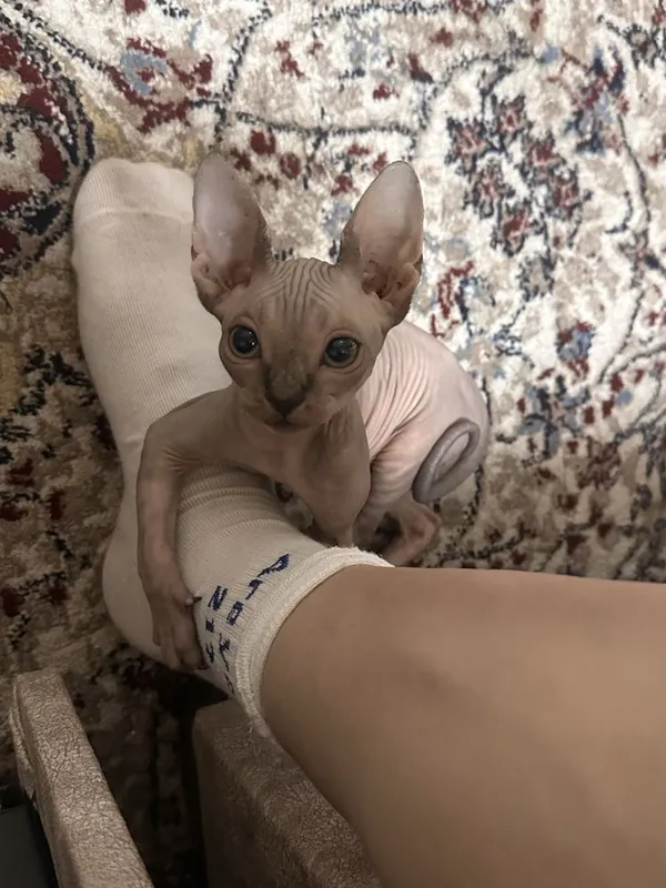Котенок сфинкс девочка — фото 1