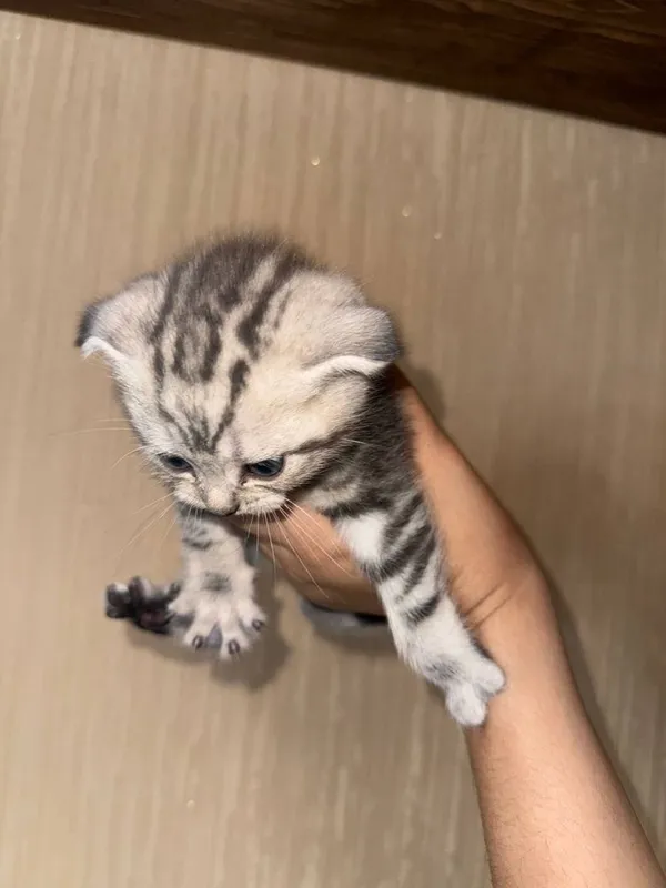 Эксклюзивные породистые котята — фото 2