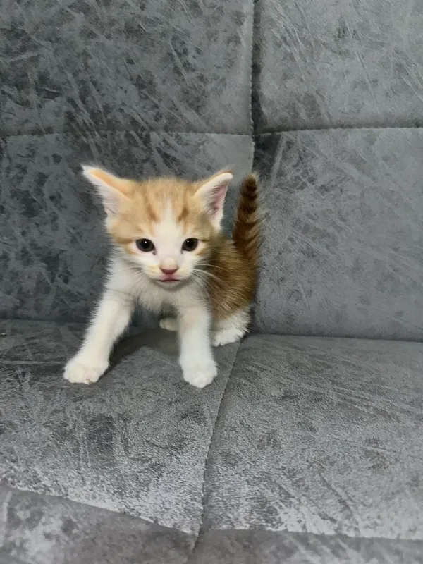 котята 1,5 месяца скоттиш страйт домашние уже кушают сами 2 котята 1,5 месяца скоттиш страйт домашние уже кушают сами 2
