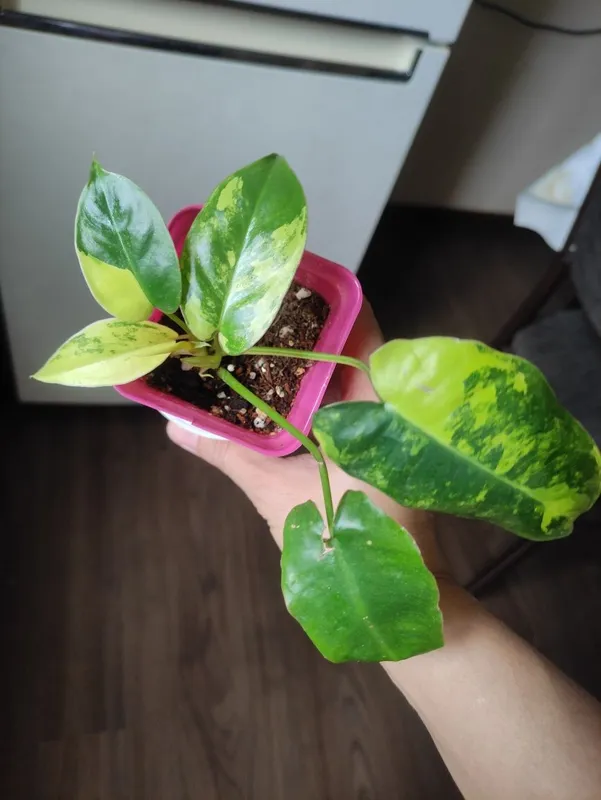 Филодендрон Бурле Макс Вариегатный (Philodendron Burle Marx Variegata — фото 1