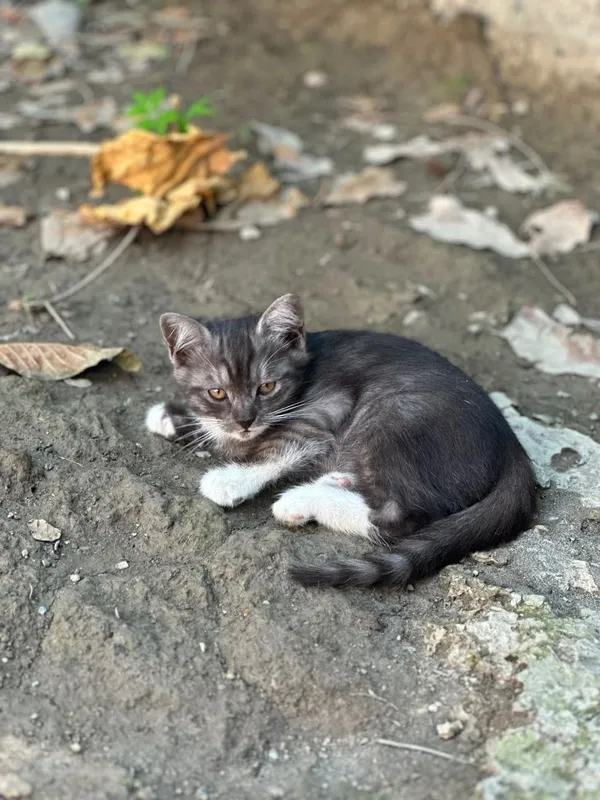 Продаются котята 2 Продаются котята 2