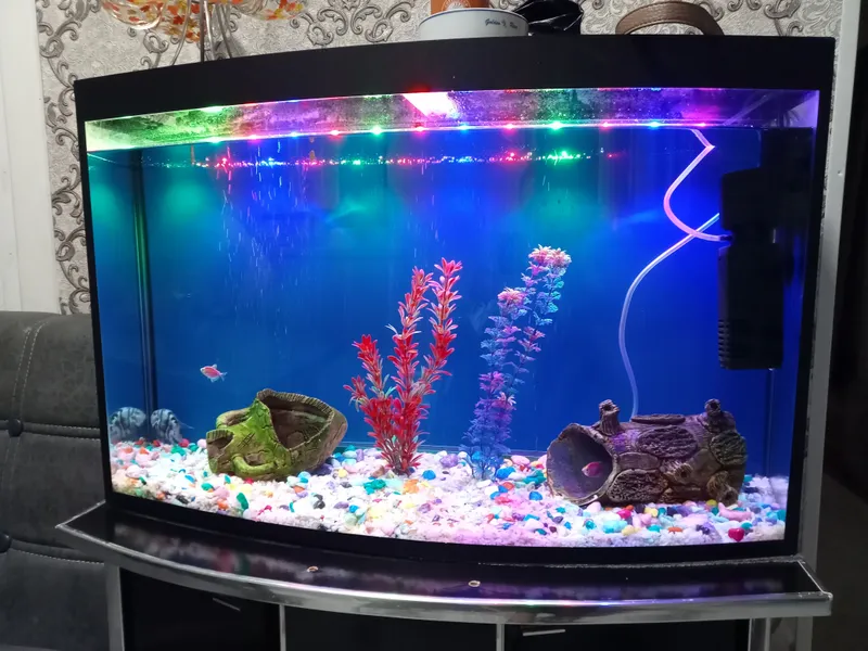 akvarium sotiladi 100 litrli baliglari bilan 1 akvarium sotiladi 100 litrli baliglari bilan 1