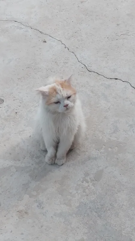 sotiladi erkak