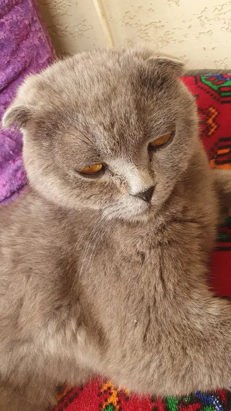 Mushuk sotiladi scottish fold 750.000 so'm — фото 1