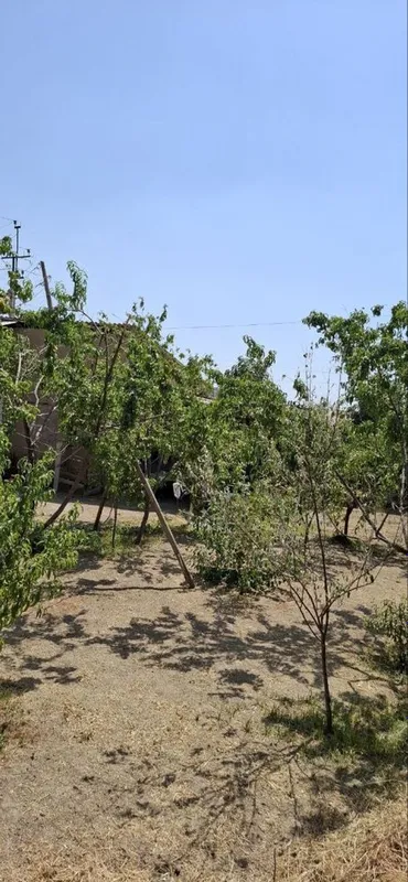 Mirzo ulugbek tumani chingildi yangi o’zbekiston — фото 3