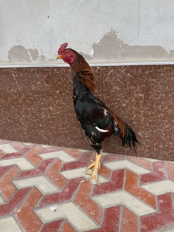 Сотилади , шамо корея