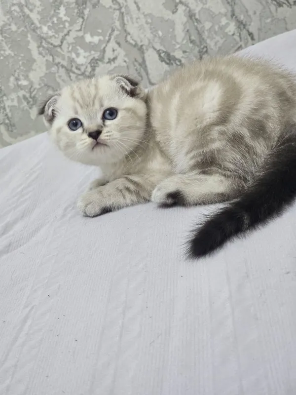 Продаются породистые котята скотиш фолд 2 девочки и 2 мальчика — фото 5