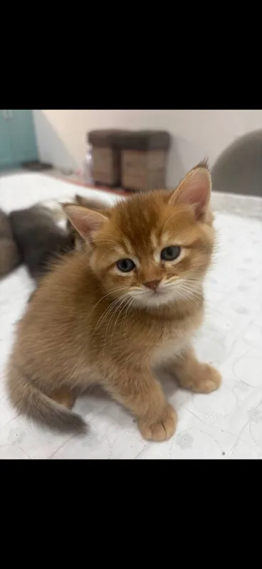 Породистый котенок 4