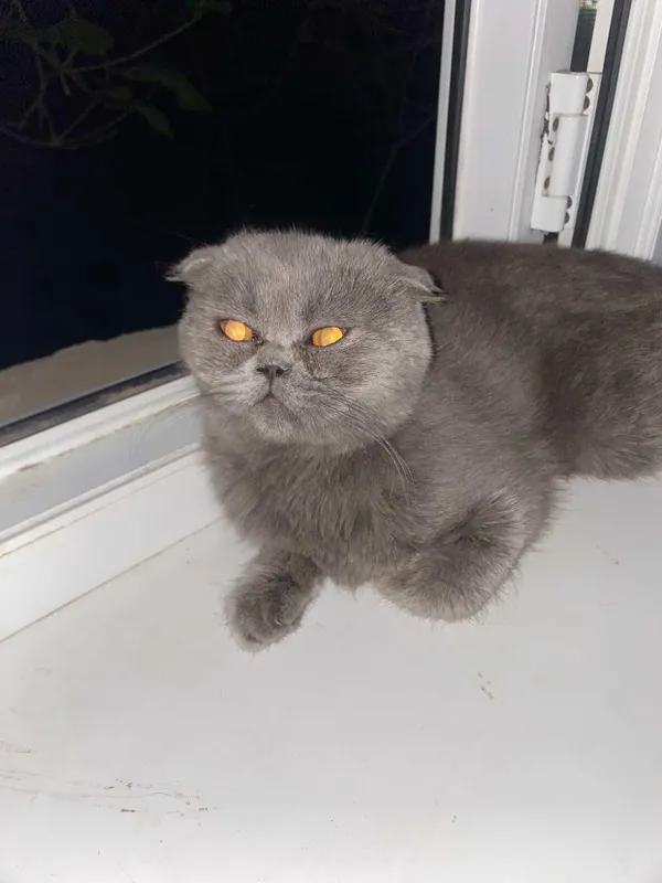mushuk
