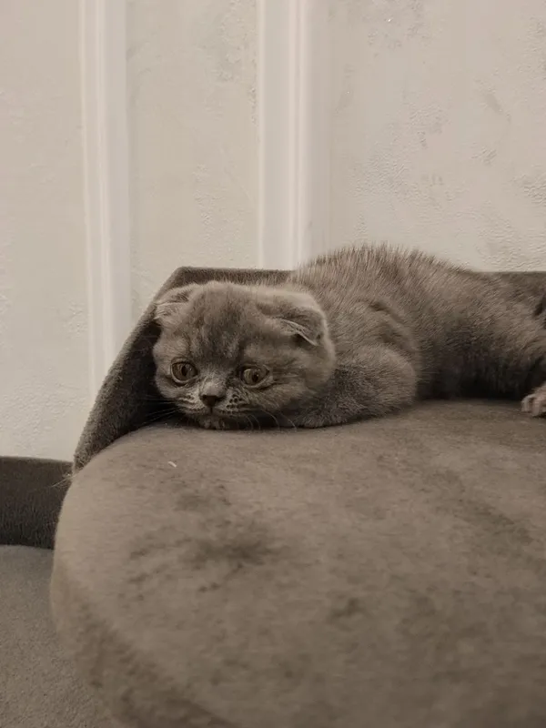 Котята домашние, британский и шотландская 7
