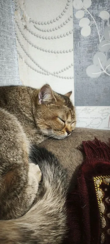 Кошка красивая и умная