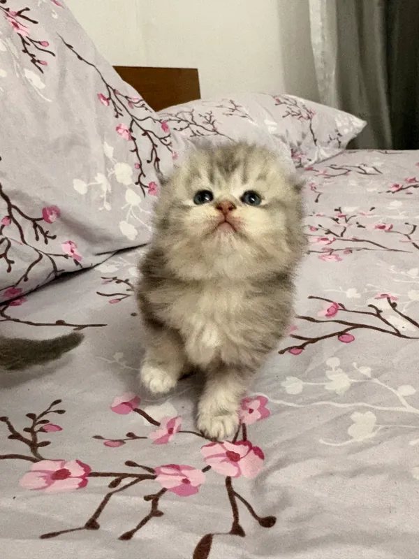 Scottish Fold va Scottish Straight mushukchalari 7