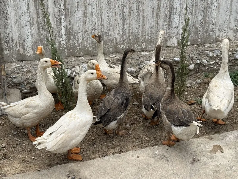 G’ozlar sotiladi гуси гусята — фото 5