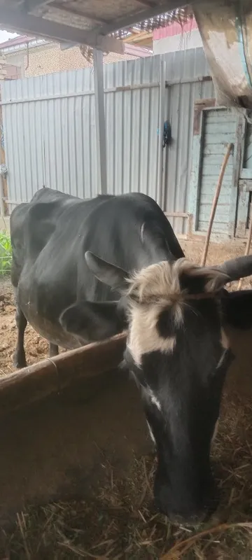 Sogʻlom mol kafolati bilan.. — фото 3