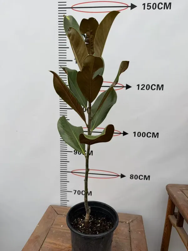 Магнолия грандифлора magnolia graniflora — фото 1