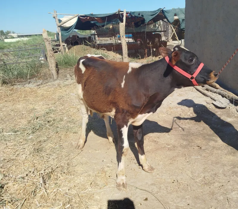 Sifatli buqqachalar sotiladi 4 Sifatli buqqachalar sotiladi 4