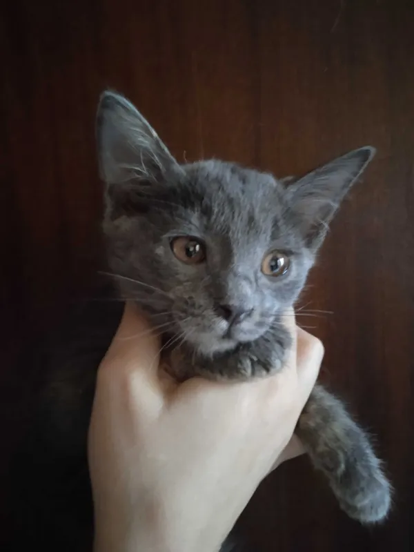 Красивые котята -девочки, 3 месяца.