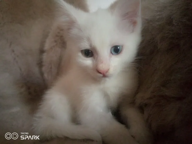 Продам две кошки — фото 3