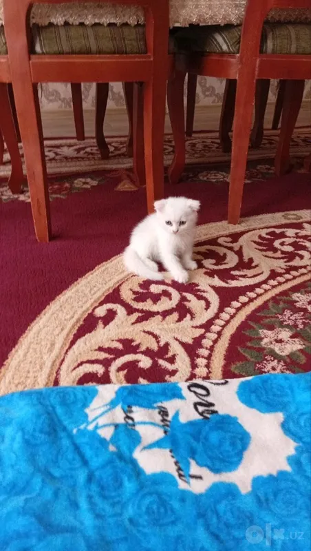 котяти 2 месяцев в ташкенте лоток знают со скидкой 2