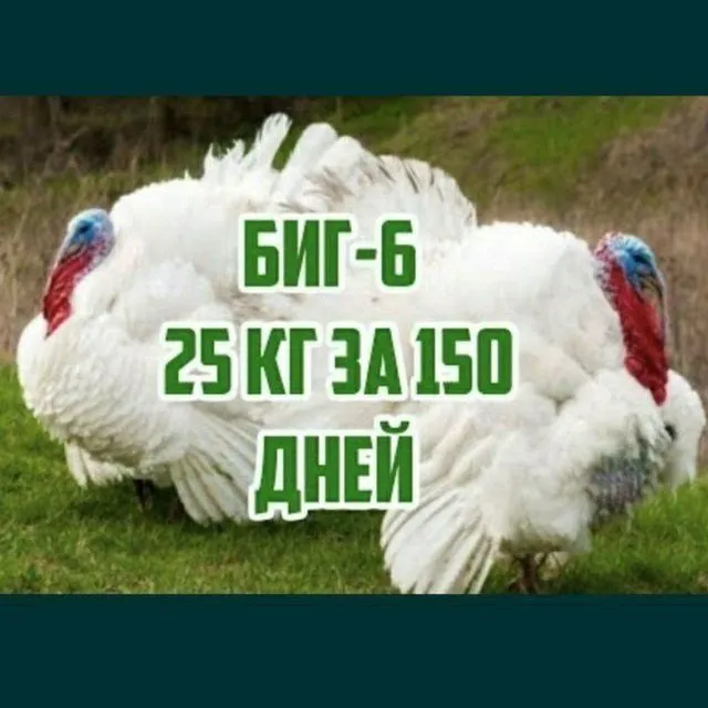 1 oylik Big6 va Bronza 708 Kurka jöjalari 1 oylik Big6 va Bronza 708 Kurka jöjalari