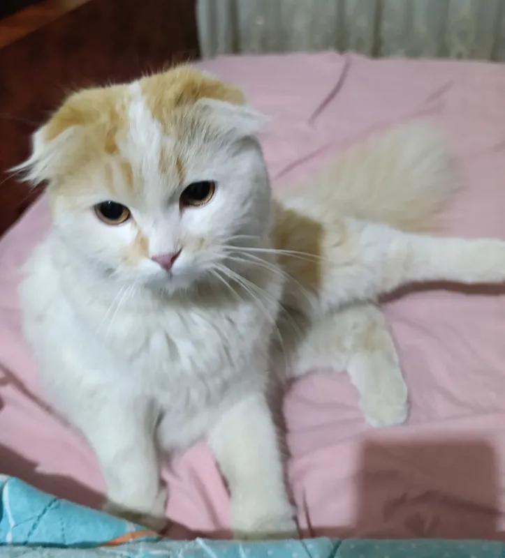 Zotdor mushuk erkak