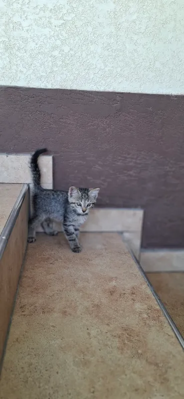 котенок 4