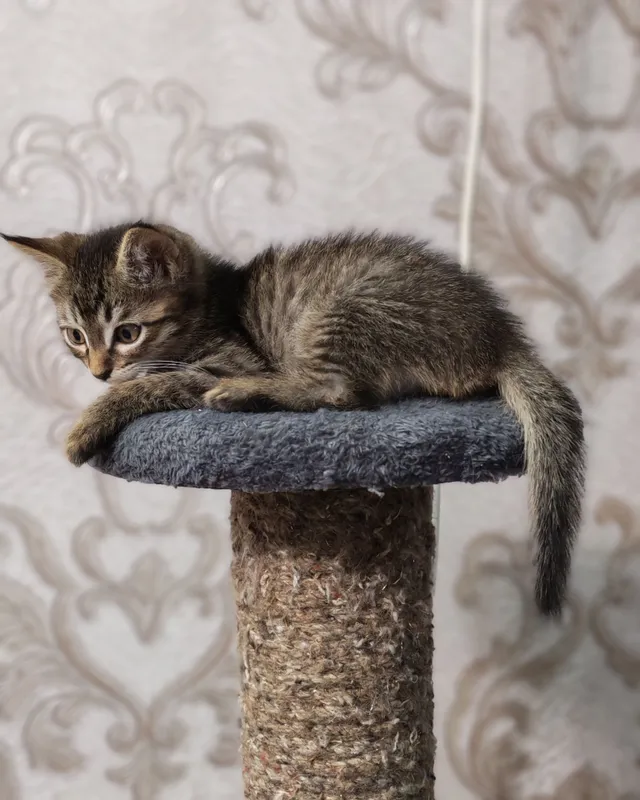 Котята в добрые руки — фото 4