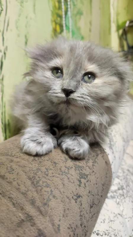 кошка шотландская вислоухая (скоттиш-фолд)