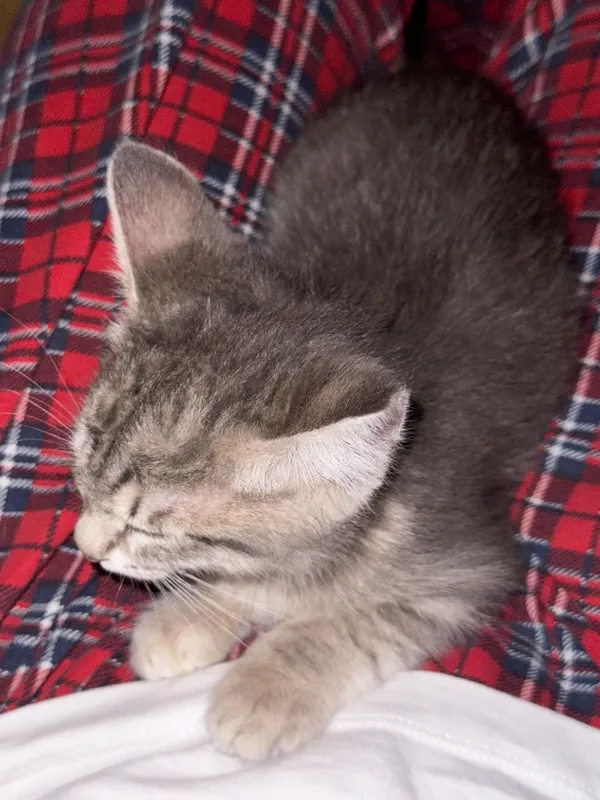 Котенок, 3 месяца — фото 2