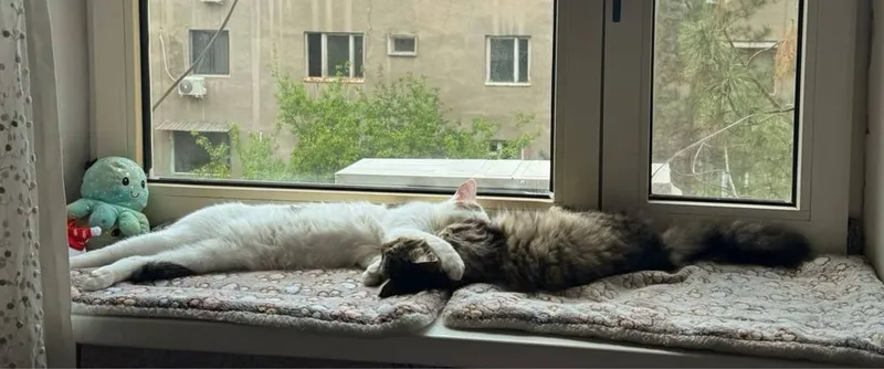 Отдам двух котят в добрые руки — фото 2