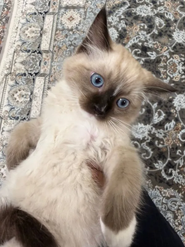 Продаётся Регдолл котёнок!!! 5 Продаётся Регдолл котёнок!!! 5