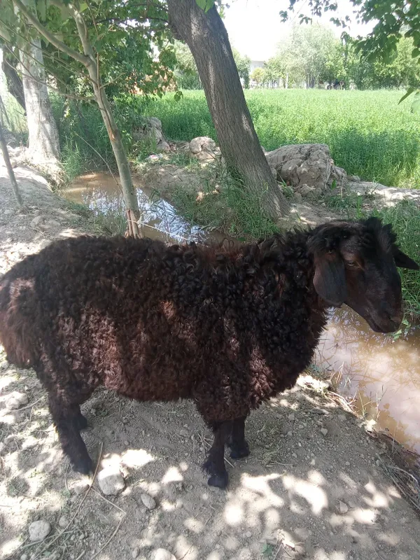 Barrala sotiladi