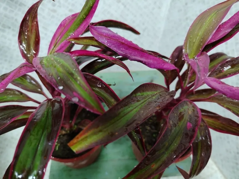Продаётся цветы, Honaki gullar sotiladi — фото 5