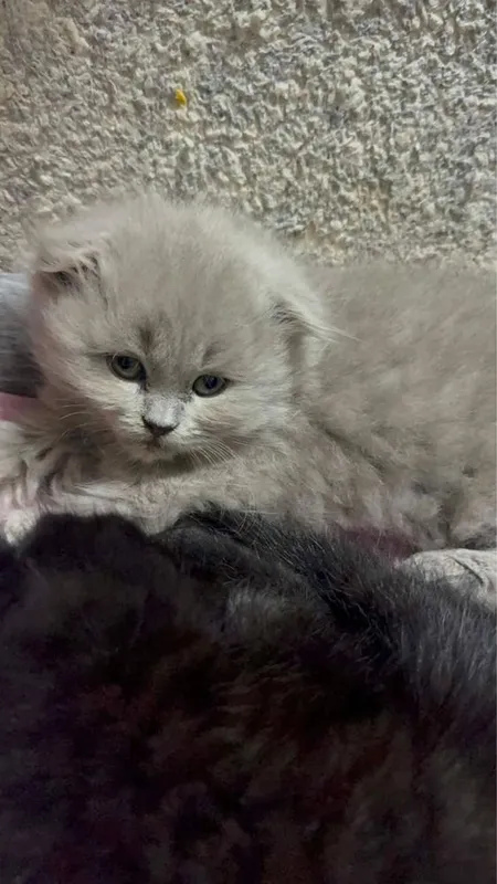 Породистые котята!