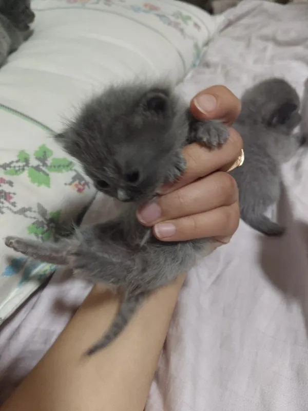 Scottish fold 6 ta bolalari qiz oʻgʻil aralash , 10 mayda tugʻilgan 4 Scottish fold 6 ta bolalari qiz oʻgʻil aralash , 10 mayda tugʻilgan 4
