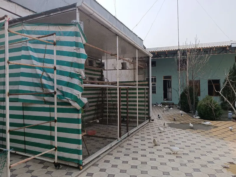 Кафас Кабутар ва парранда бокиш учун мулжалланган — фото 4