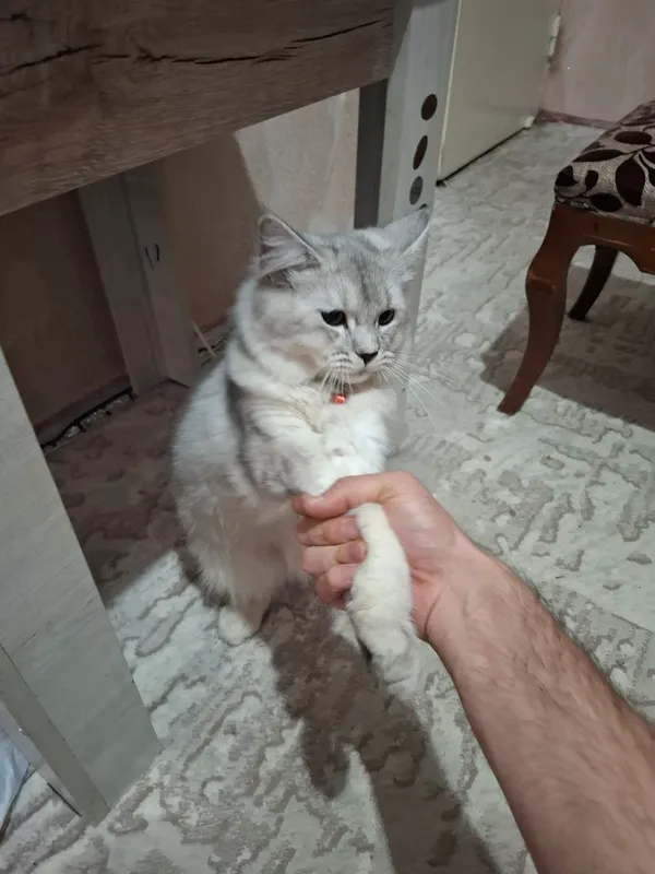 shinshila mushuk zotdor 2