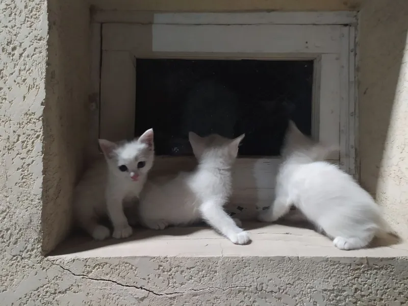mushuchalar 5