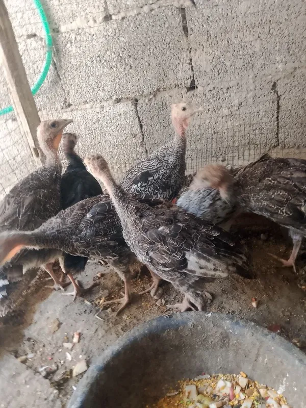 2 oylik kurks jujalari sotiladi manzil buxoro vobkent 1