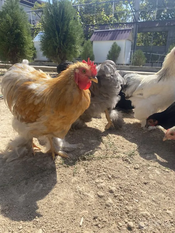 Choynak tovuq horozlar 3 Choynak tovuq horozlar 3