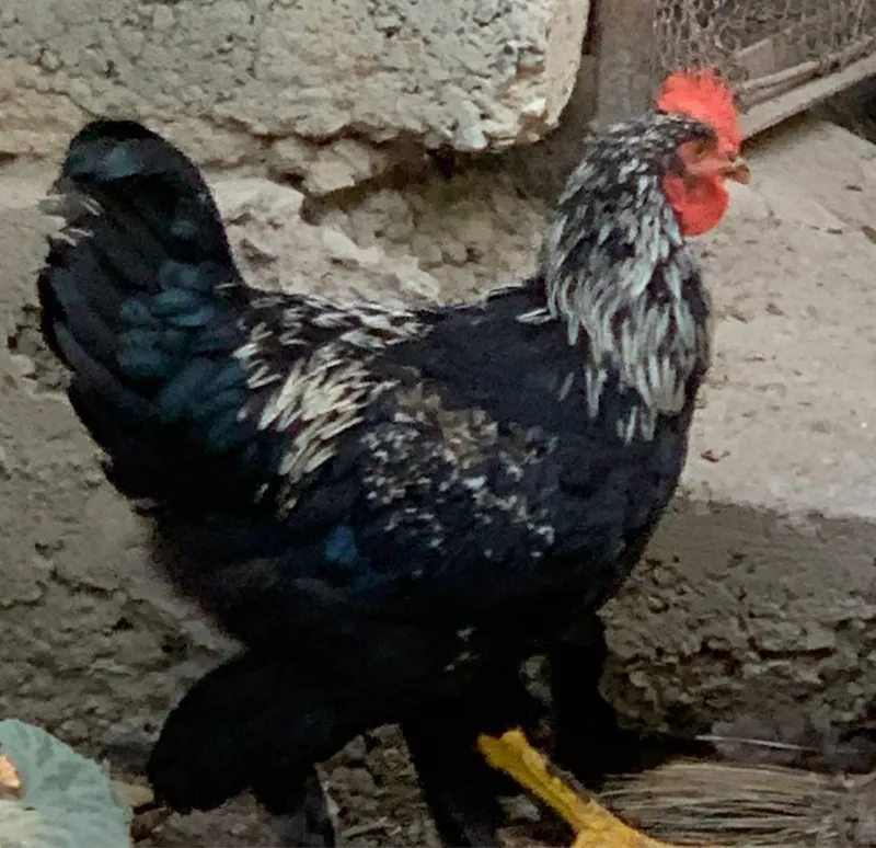 Qora shahzoda xorozlari va jojalar sotiladi. 4 Qora shahzoda xorozlari va jojalar sotiladi. 4