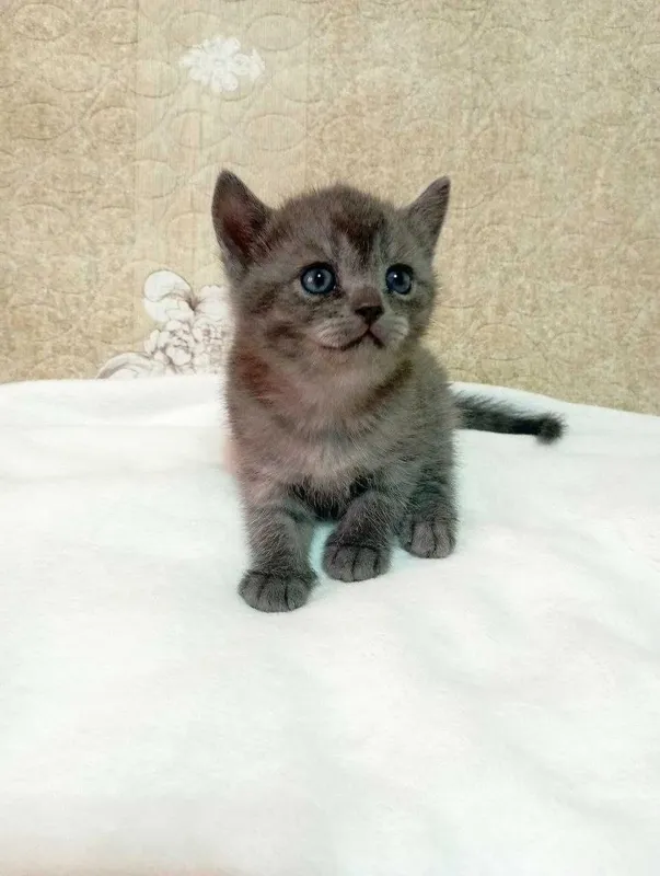 Продам котят 1 месяц — фото 3
