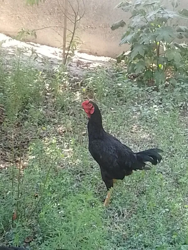 Soʻgʻlom qora xoʻrozlar sotiladi 2